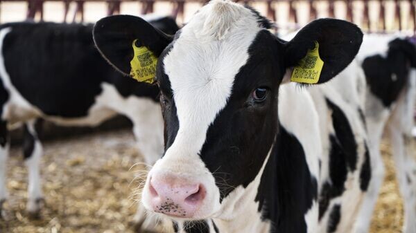    © РИА Новости Крым