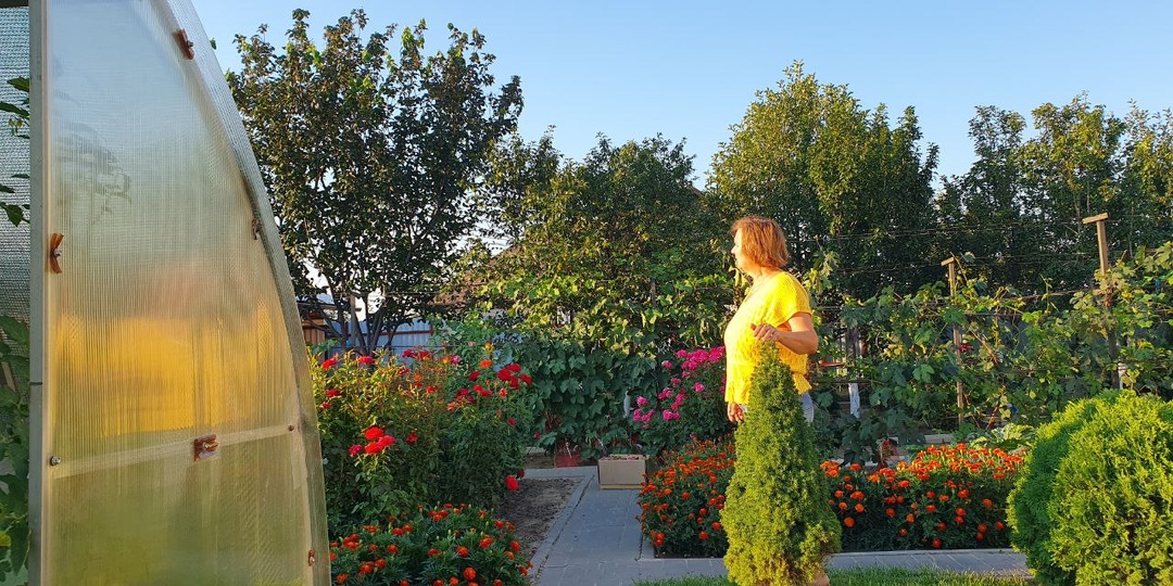 Бархатцы осенью: секрет моего богатого урожая