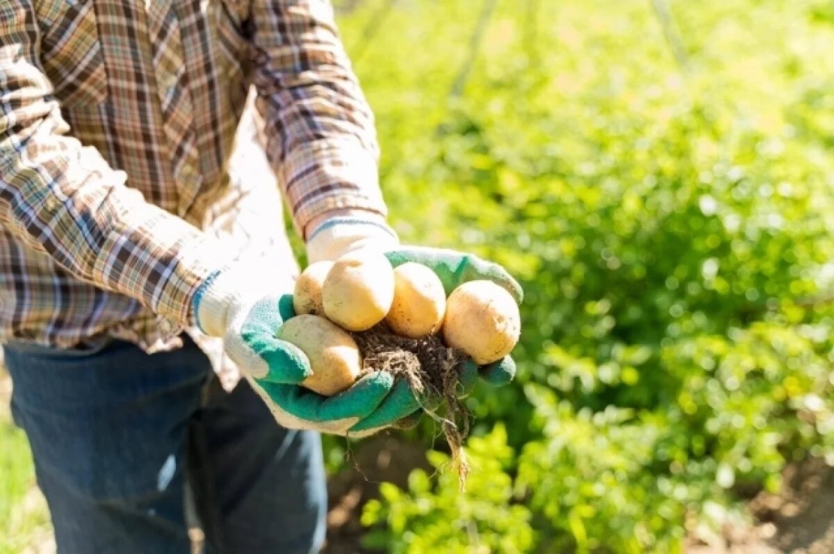    Сибирякам назвали последнюю в 2025 году дату уборки картофеля
