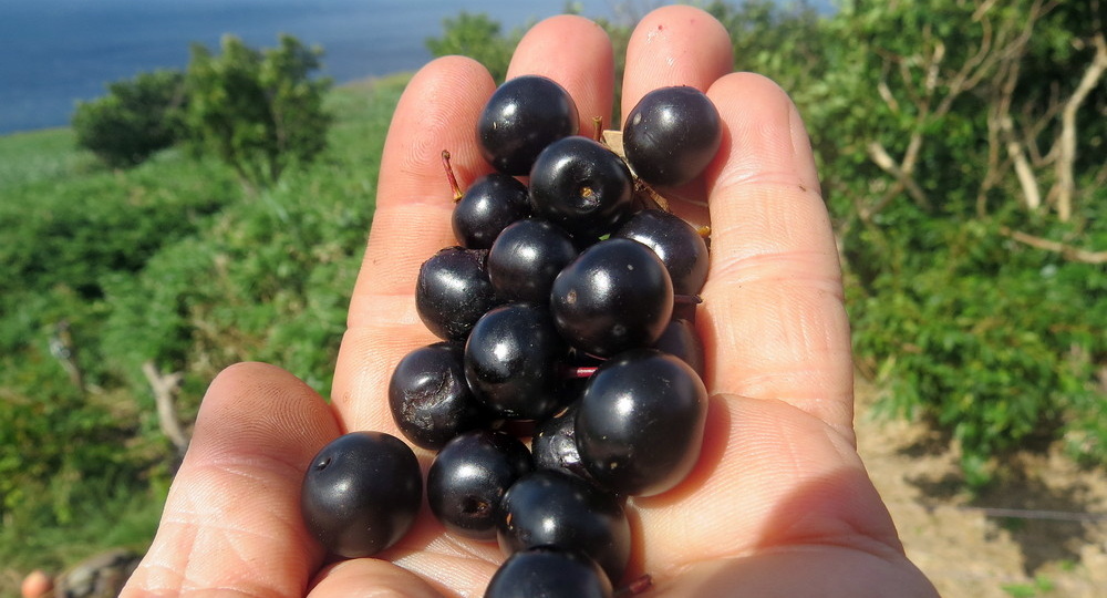 Курильская экзотика. Редкая ягода, которую вы точно не пробовали