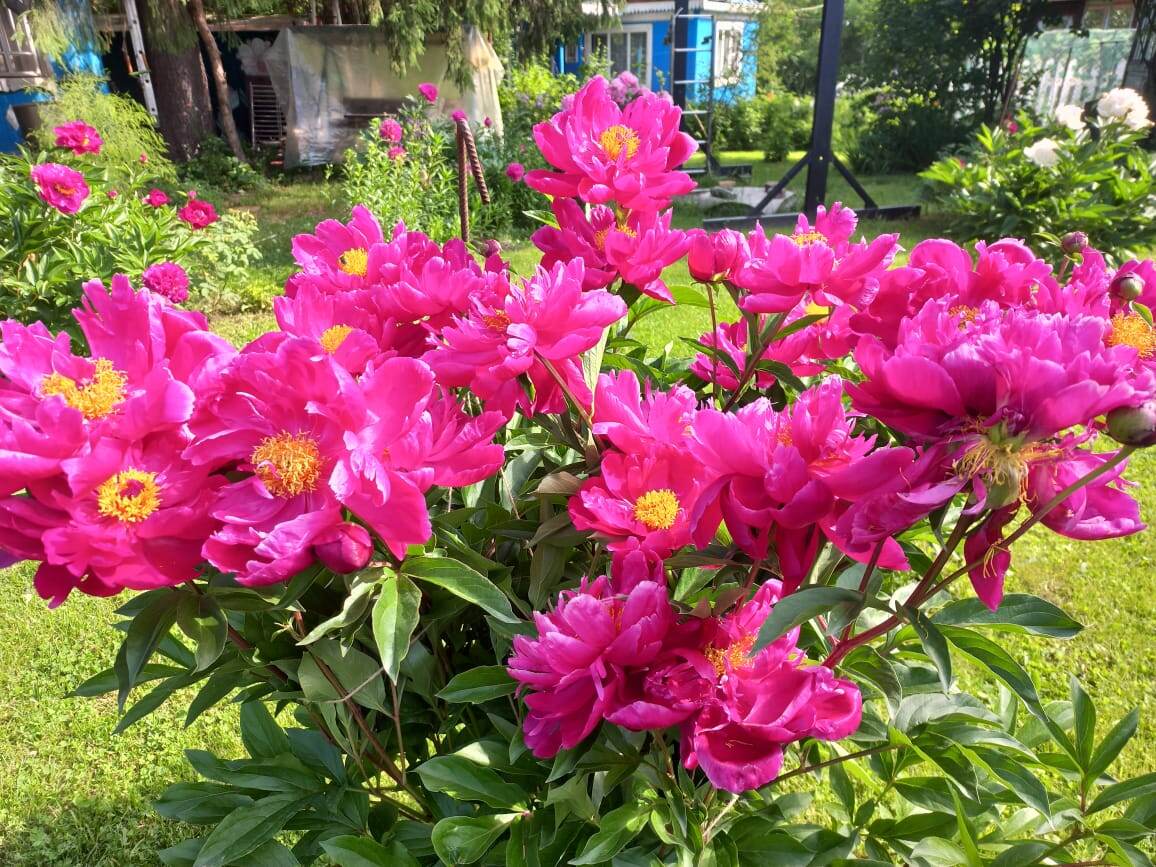 Коджики. Старый французский и малоизвестный сорт пиона. Такого обильного цветения у пионов я еще не видела. Но его никто покупать не хочет.