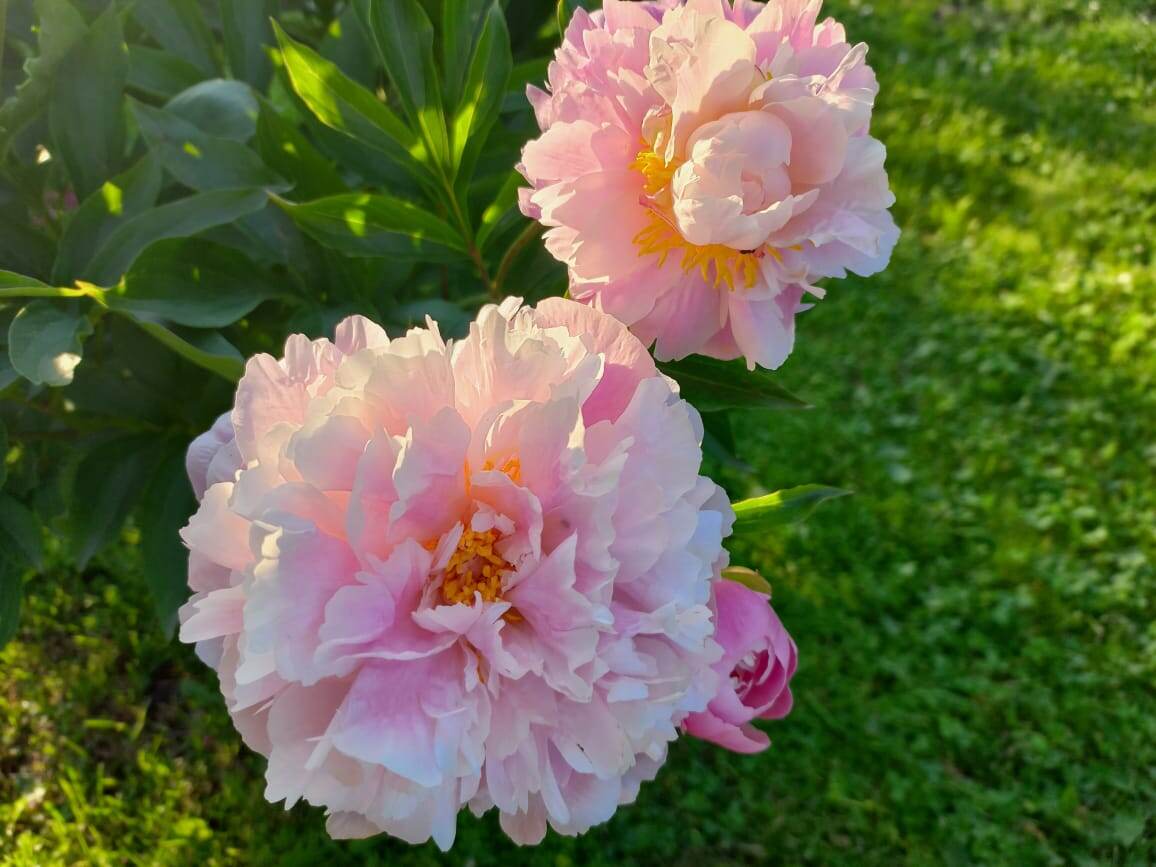 Старый советский малоизвестный сорт Анастасия. На даче никто не соблазнился. В городе за пионом выстроилась даже маленькая очередь. В связи с чем этого красавца я еще рассадила