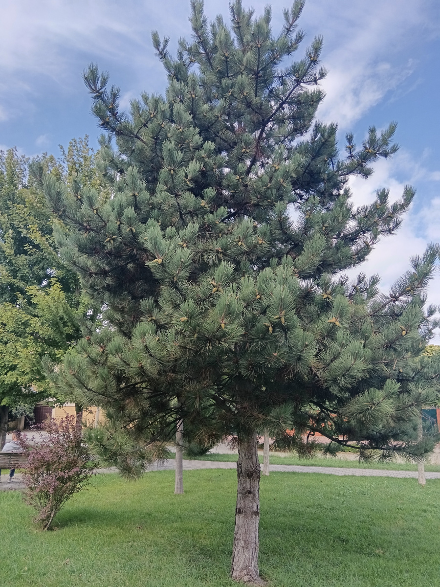 Деревья в Краснодаре.