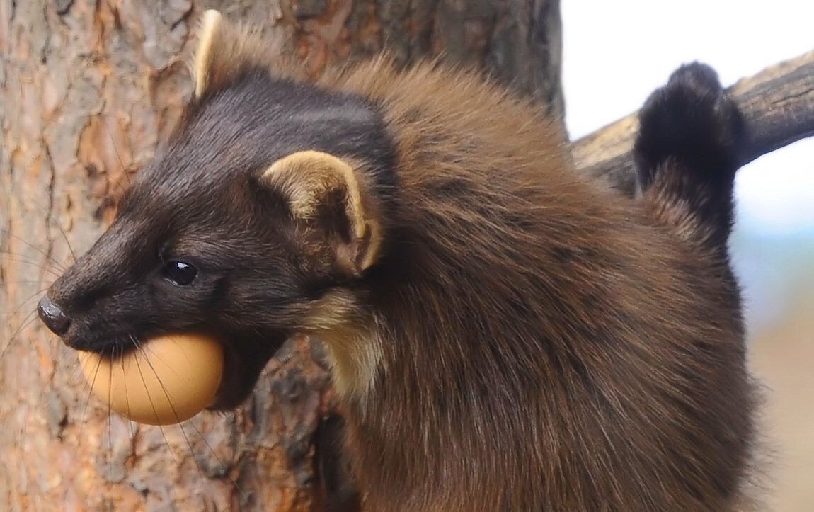 Куница отличный охотник.