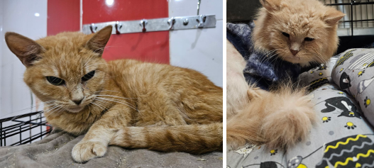 Жанне и Бубусик, сейчас сильно болеют