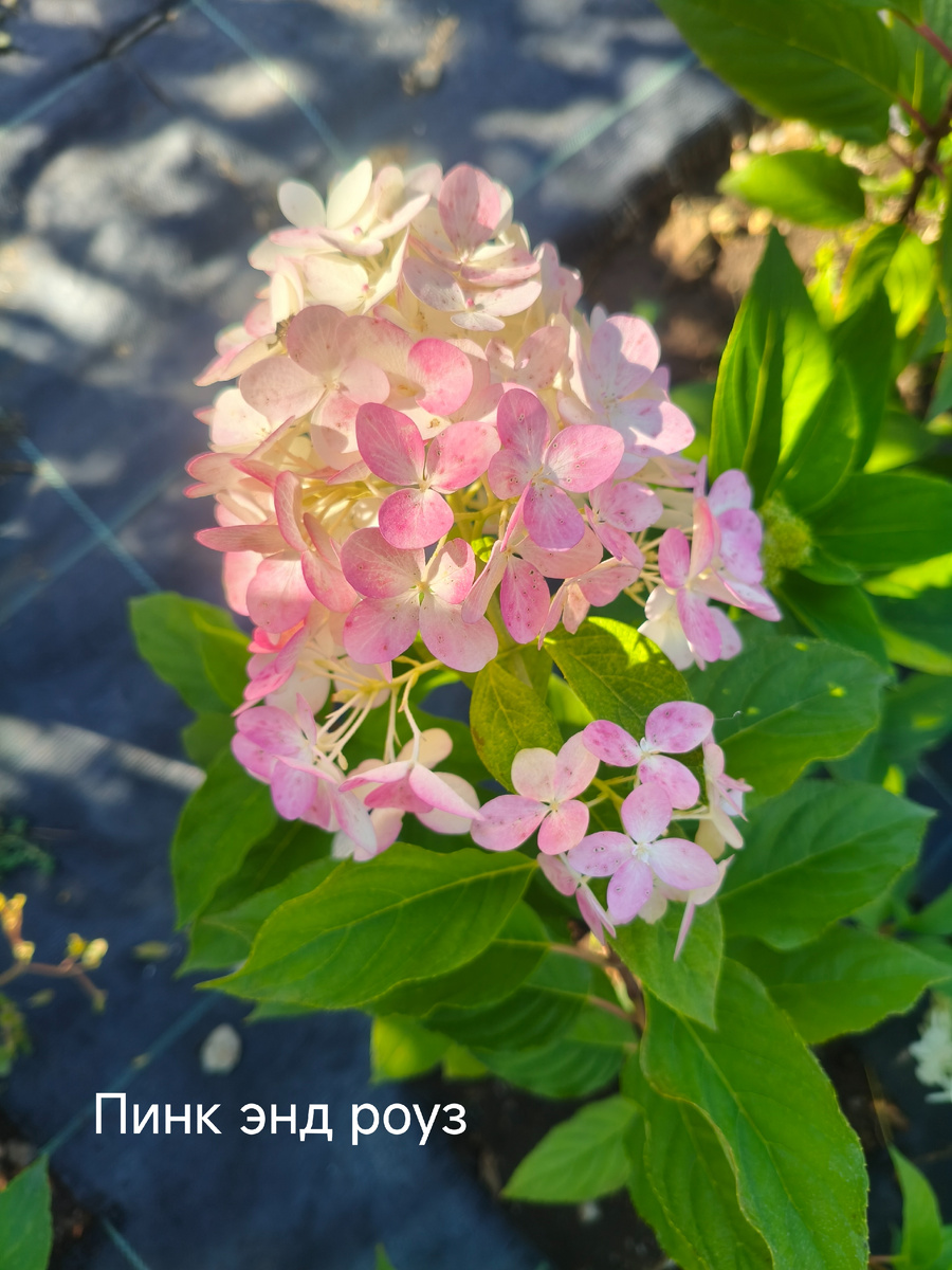 Листайте галерею вправо