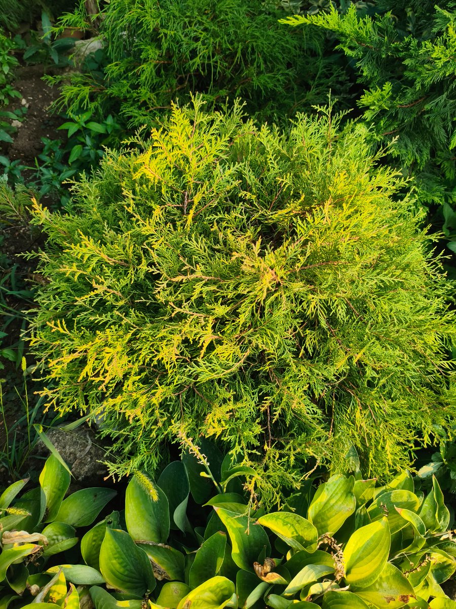 Туя Голден Таффет