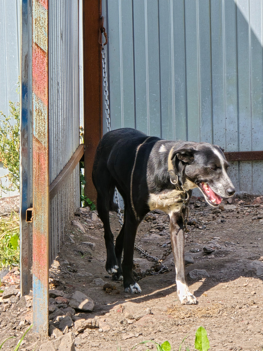 Черная собака на цепи смотрит с тихой болью