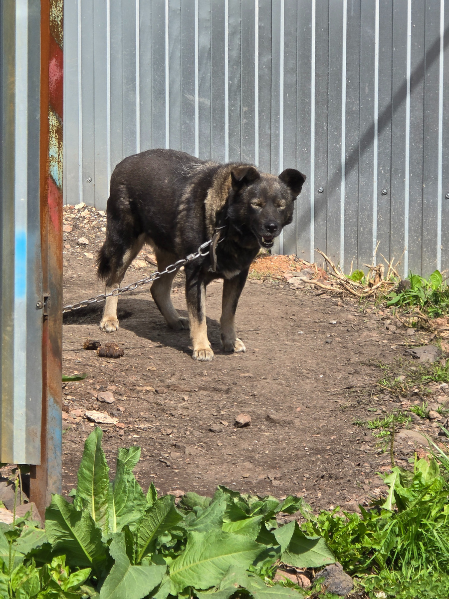 Одинокий пес бродит вдоль серой стены