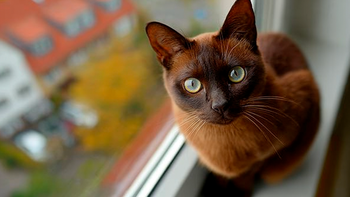 Бирманская кошка с шоколадным окрасом сидит на подоконнике, её взгляд направлен в окно.