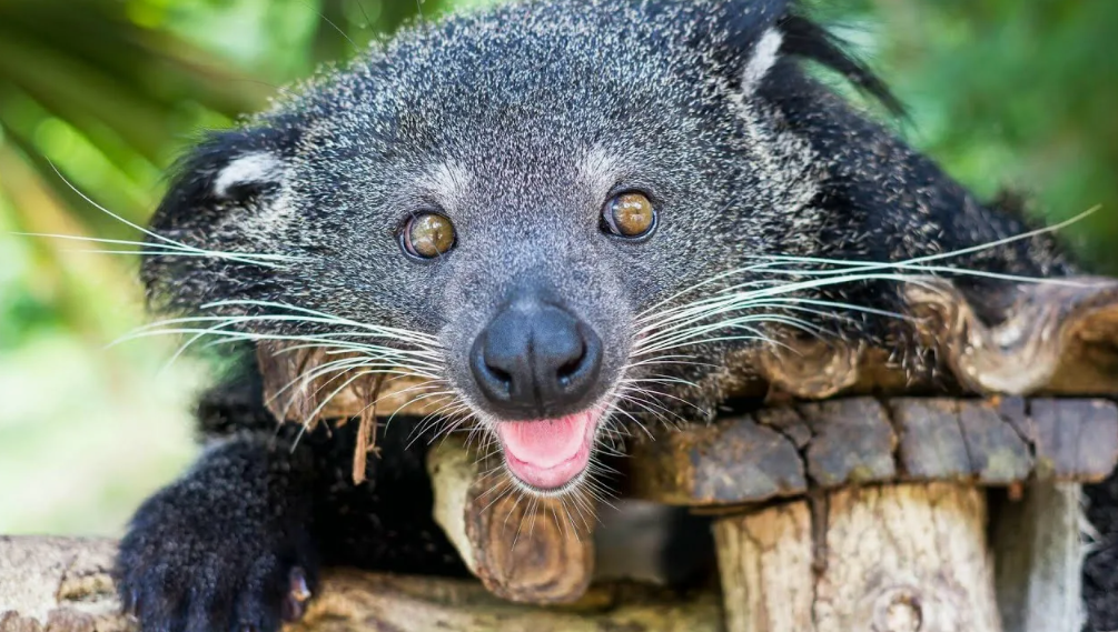 Пахнет попкорном. Специальные железы выделяют мускусный секрет с ярким запахом горячего масла и жареной кукурузы.