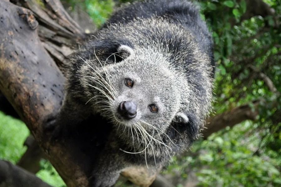 Хвост как пятая рука. Цепкий и сильный хвост действует как дополнительная конечность для лазания по деревьям.