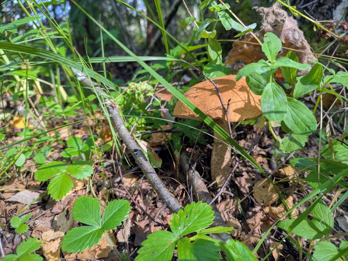 Подосиновик. Здесь и далее: фото дзен-канал История одного ремонта и что было дальше
