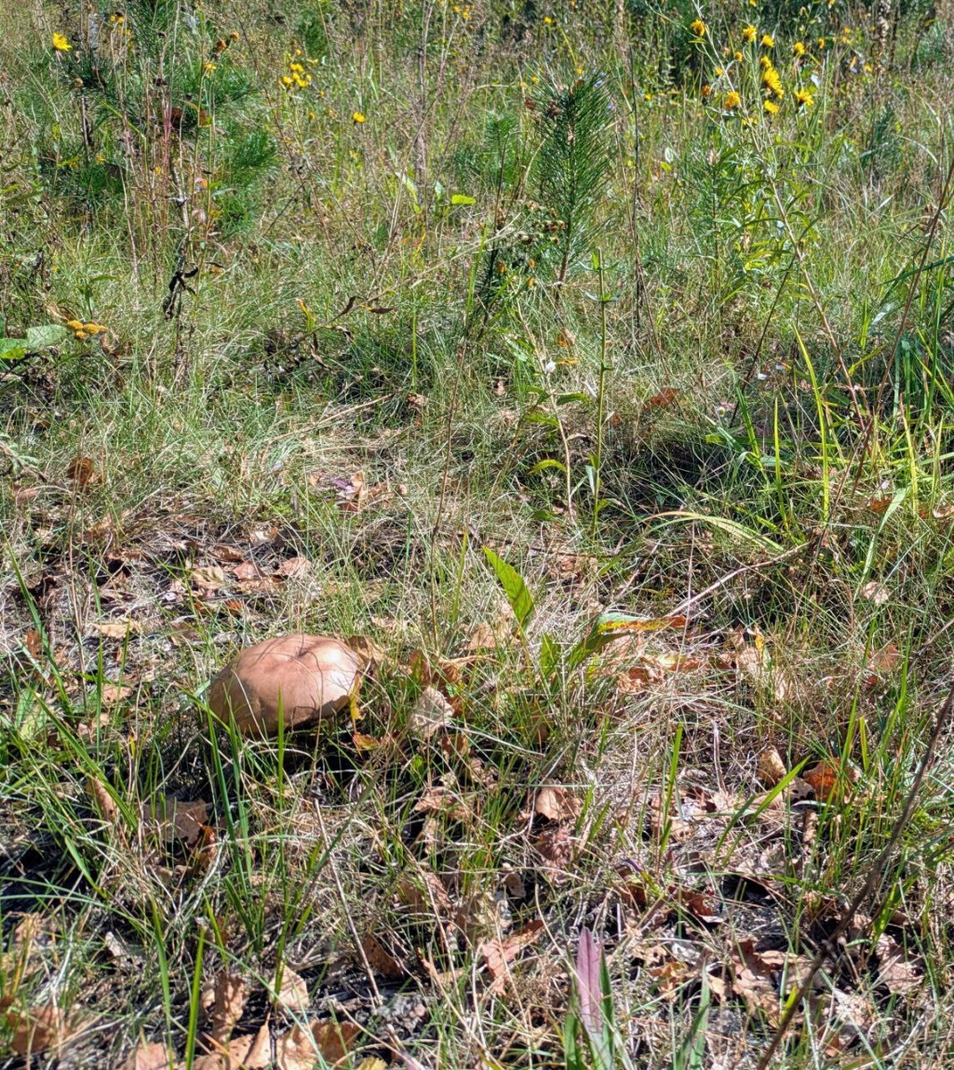 Подберезовик