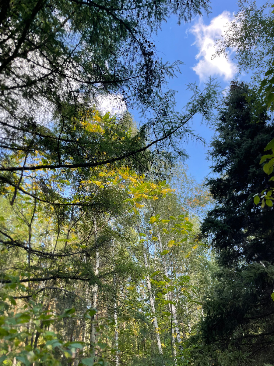 Трудно поверить, что в 10 минутах ходьбы поля