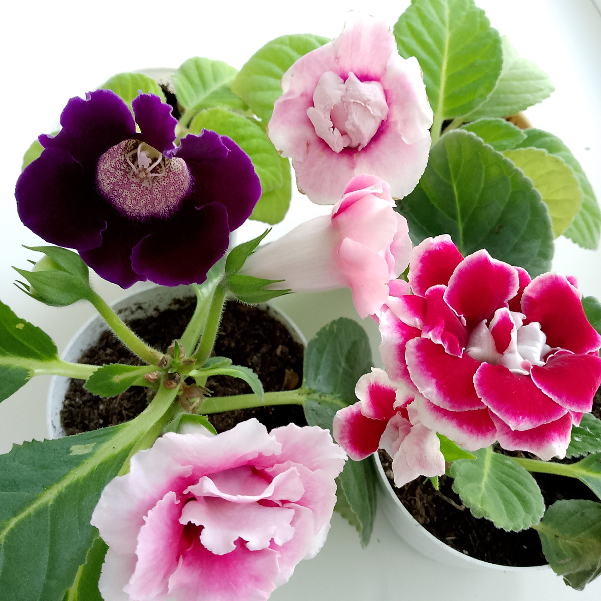 Упорные или упрямые глоксинии...а может просто пытаются порадовать меня🤣