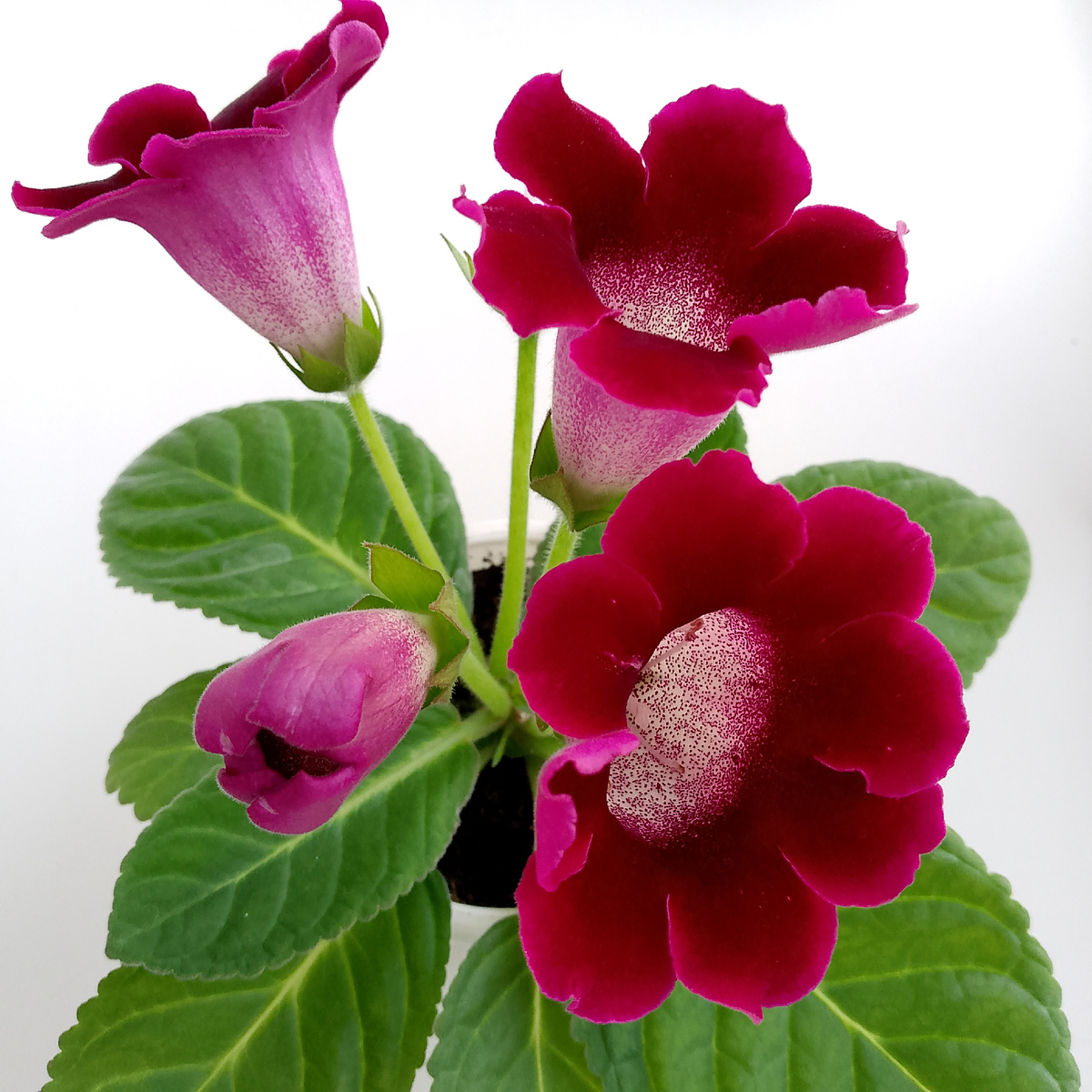 Спать не собираются, пока, но в ноябре-декабре отправлю как миленьких