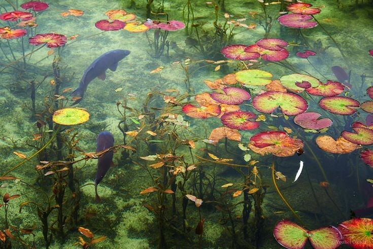 Картинка найдена на просторах интернета, ссылка https://yandex.ru/images/search?from=tabbar&img_url=https%3A%2F%2Fi.pinimg.com%2Foriginals%2Fa8%2F34%2F3f%2Fa83143f8179b5e7bd53274cf0591a19.jpg&lr=47&pos=15&rpt=simage&text=%D1%86%D0%B2%D0%B5%D1%82%D1%8B%20%D0%BA%D1%80%D1%83%D0%BF%D0%BD%D0%BE%20%D1%84%D0%BE%D1%82%D0%BE