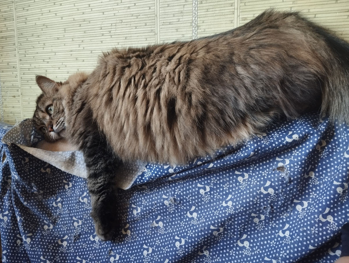 Бабушкина кошка 🐱