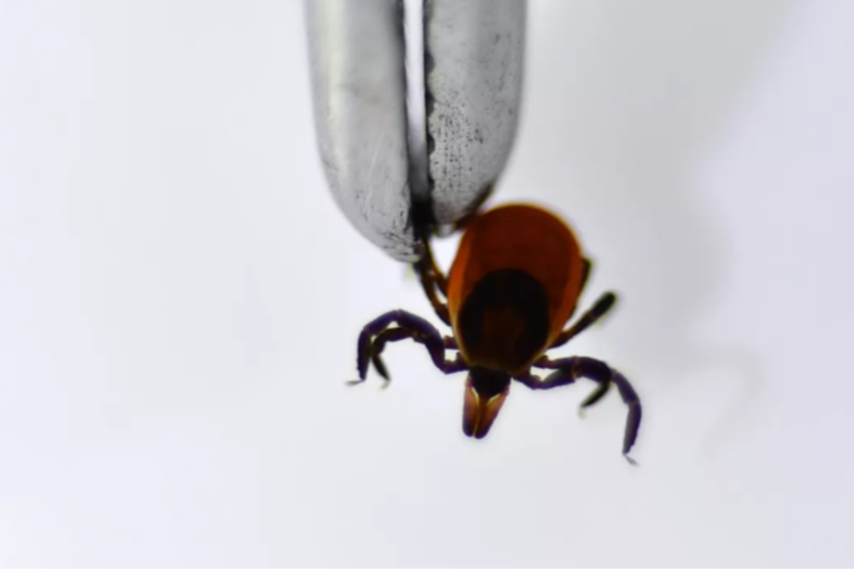    Фото: Павел Лисицын, источник: ria.ru