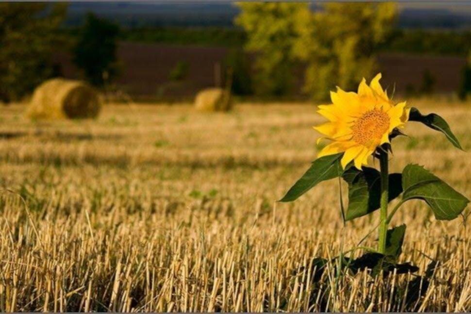 Картинки дарит Интернет.