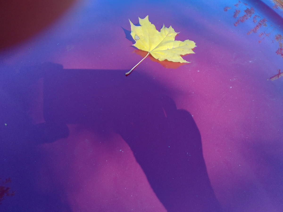 Фото автора. Первый жёлтый листочек.