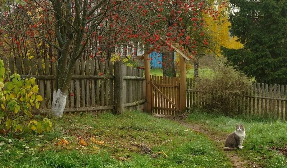 Яндекс картинки