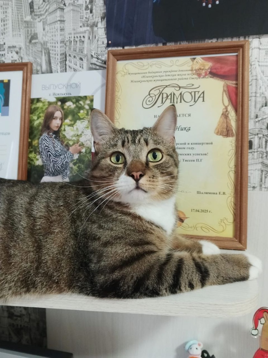 Кот, у которого много талантов)