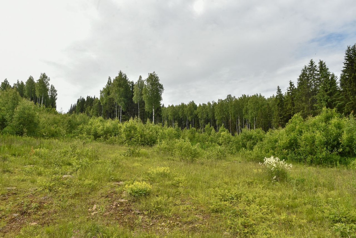    © Константин Долгановский