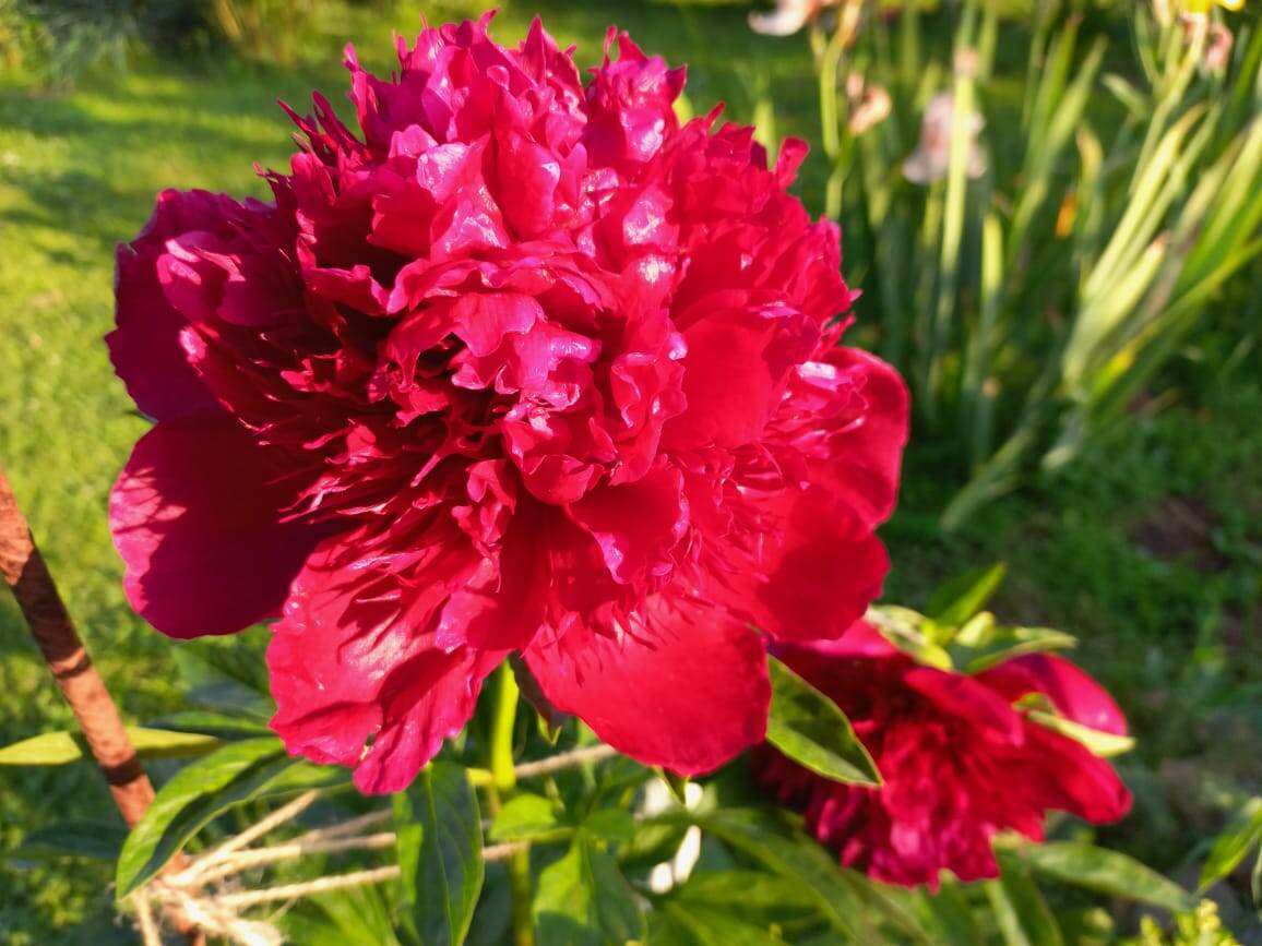 Ред шарм, - поделенный куст в первый год цветения