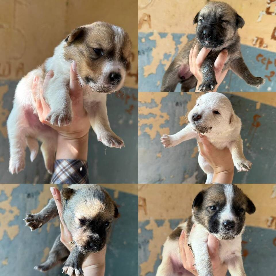    Фото предоставлено зооволонтерами