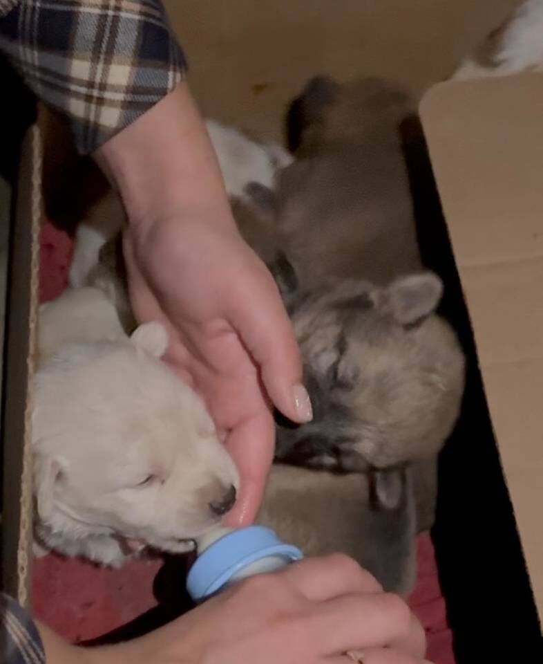    Фото предоставлено зооволонтерами