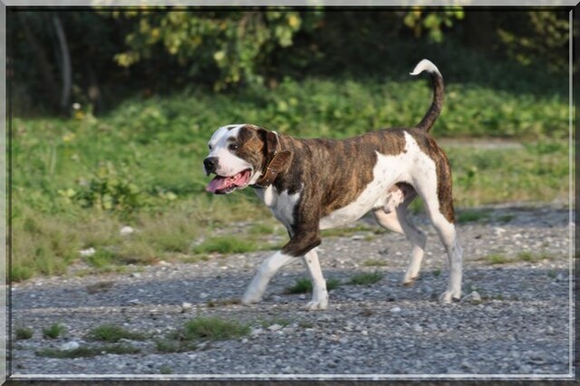 Американский бульдог – символ силы, выносливости и верности. Эти мускулистые и мощные собаки завоевали сердца людей по всему миру.