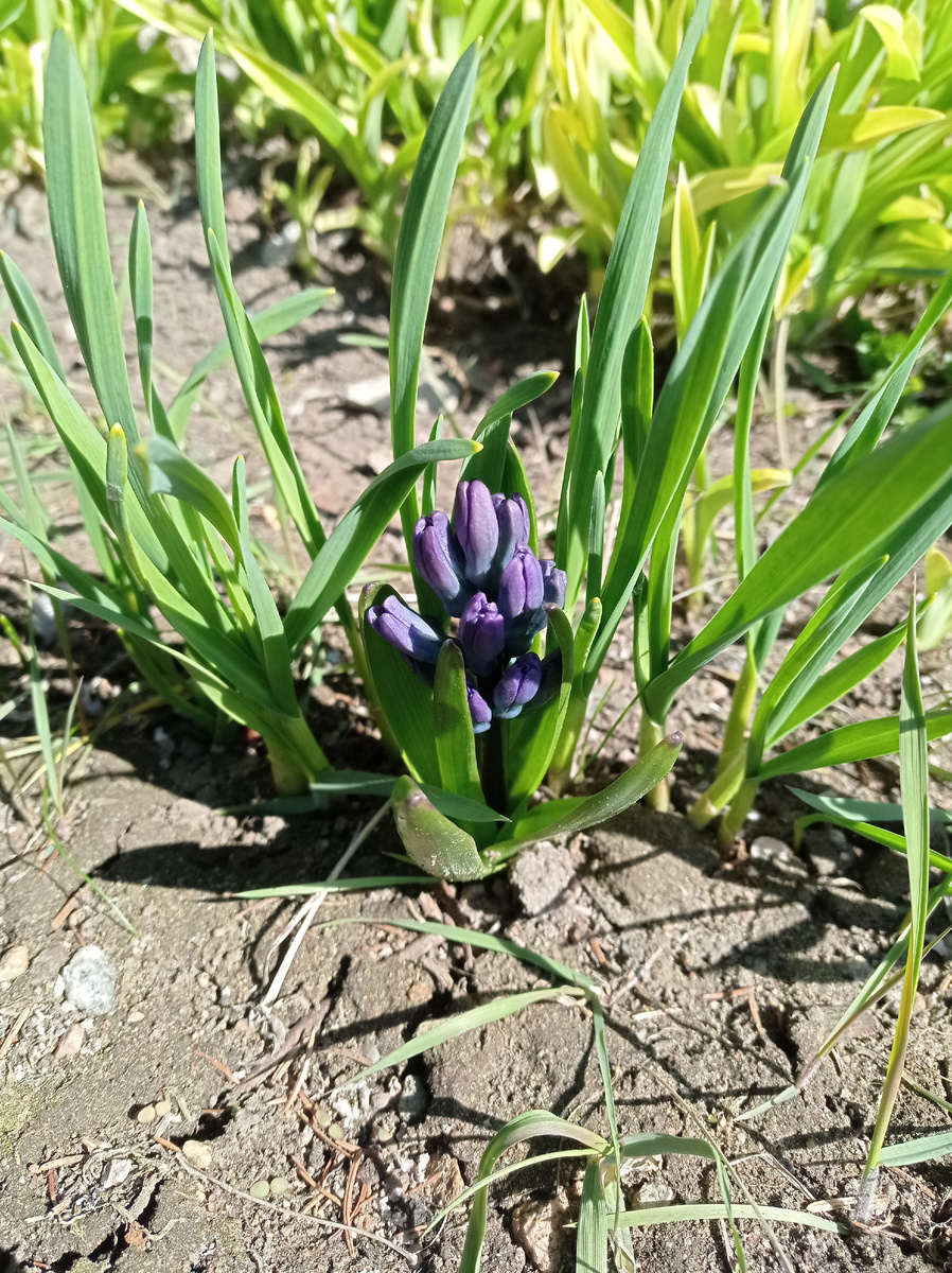 27 апреля, гиацинты дали стрелки