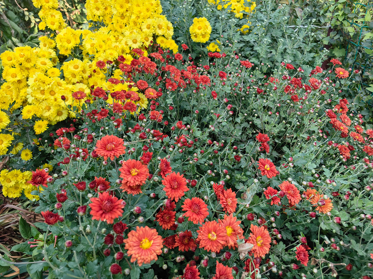 Хризантемы, несмотря на их неприхотливость, не всегда успевают зацвести в холодных регионах. Фото Натальи Мироновой
