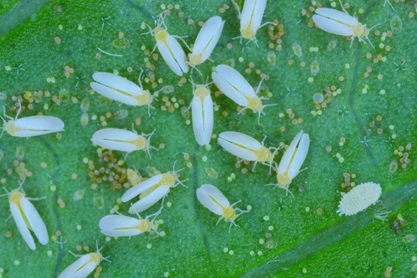 Источник фото shutterstock.com