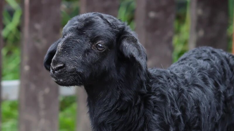     Маленький черный ягненок Телеграм-канал барнаульского зоопарка