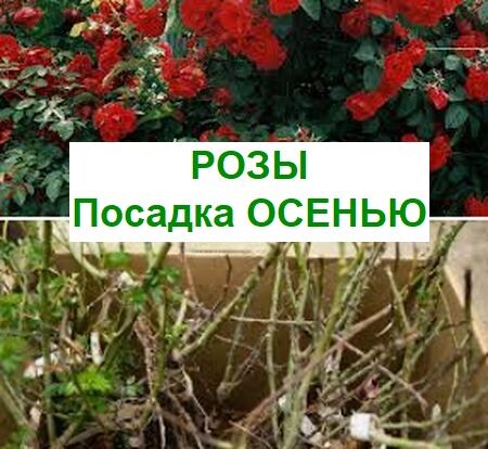 посадка роз осенью