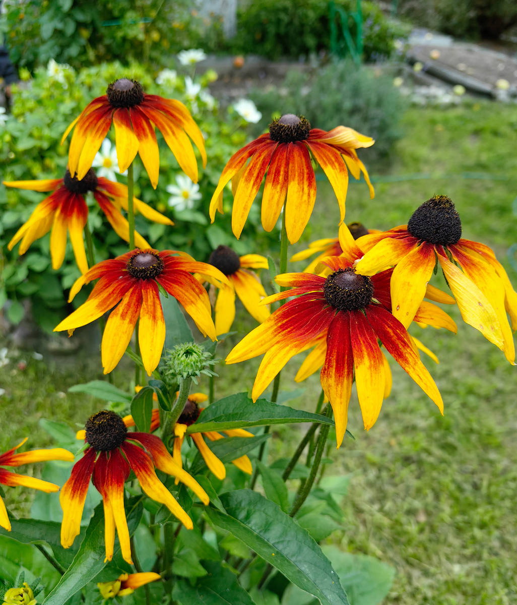 Рудбекия у мамы