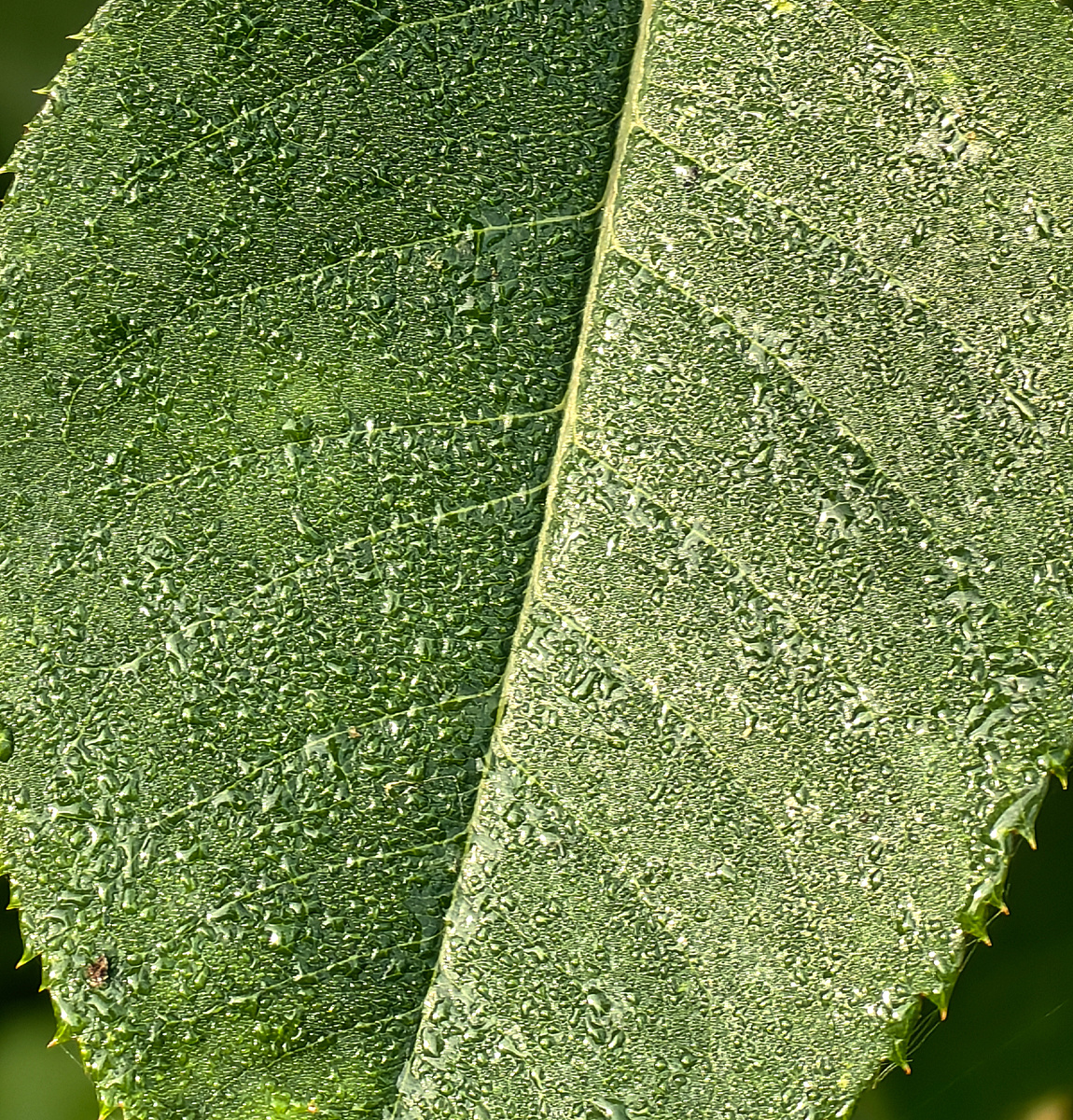 Утренняя роса на листе розы. Чтобы ходить утром до туалета по траве мокрой от росы у меня есть очень удобные резиновые тапочки 