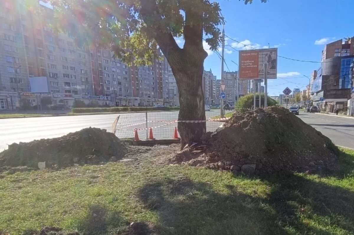    В Перми во время раскопок повредили и засыпали мусором столетний дуб