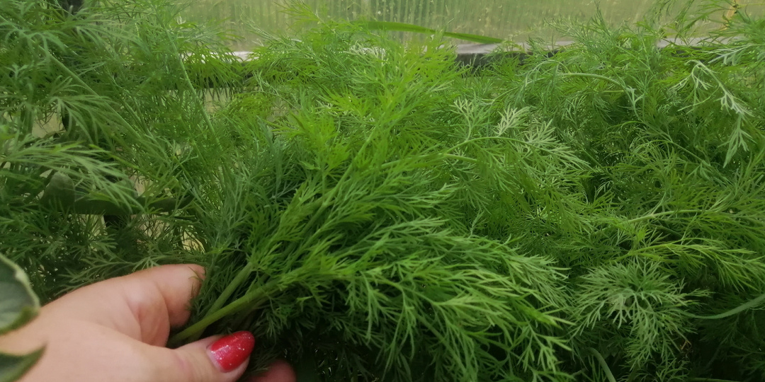 Сею укроп по-советски в сентябре каждый год. За 20-25 дней собираю пучки вместо увядшей ботвы