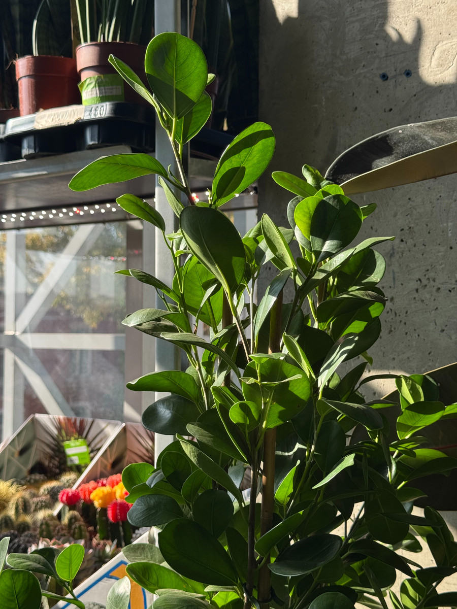 Фикус Моклейм