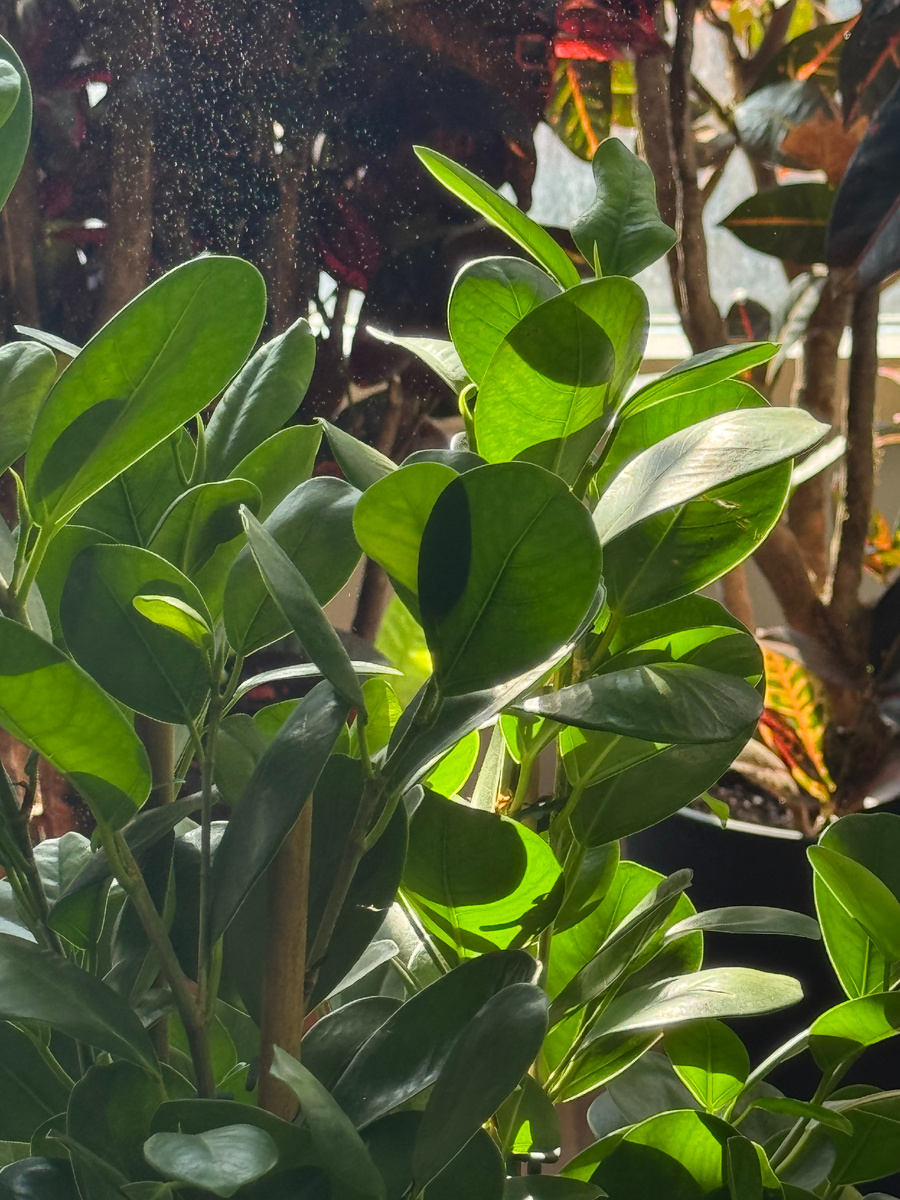 Фикус для дома