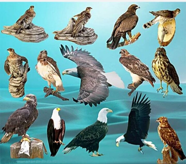 История орлов уходит корнями в древность часть 2.