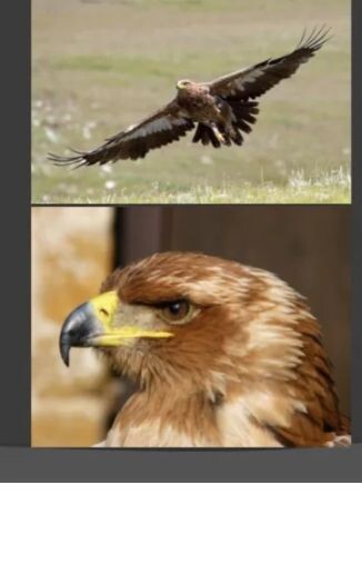 .История орлов уходит корнями в древность часть 2.