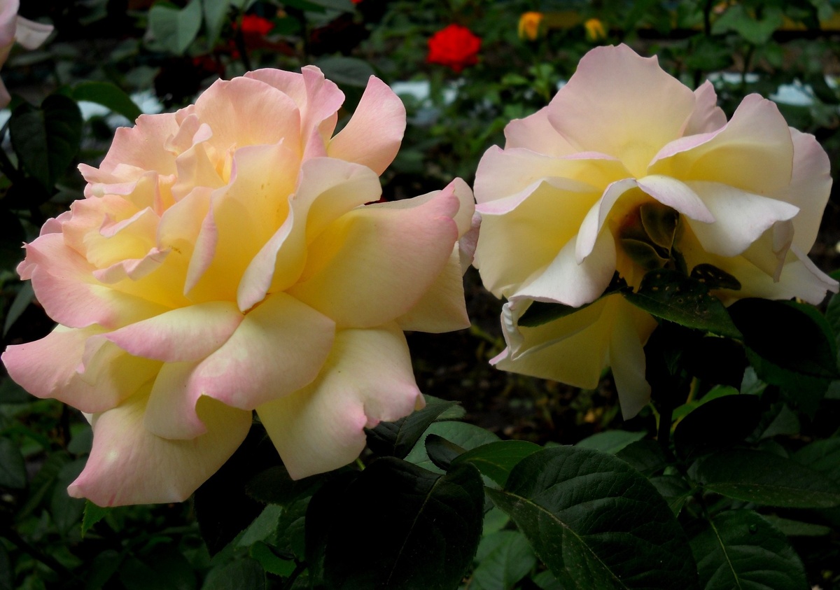 Из семейного фотоархива