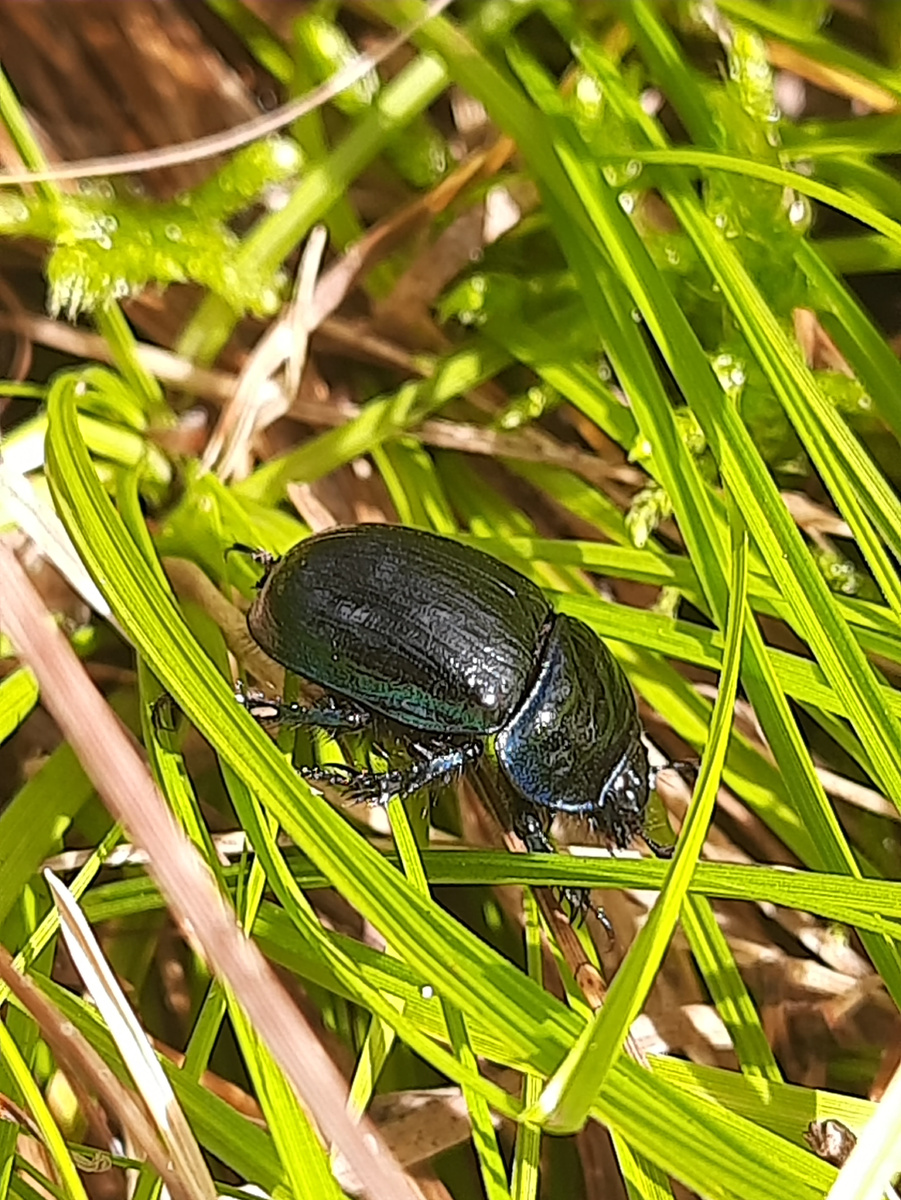 Жук навозник