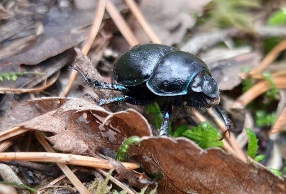 Жук навозник