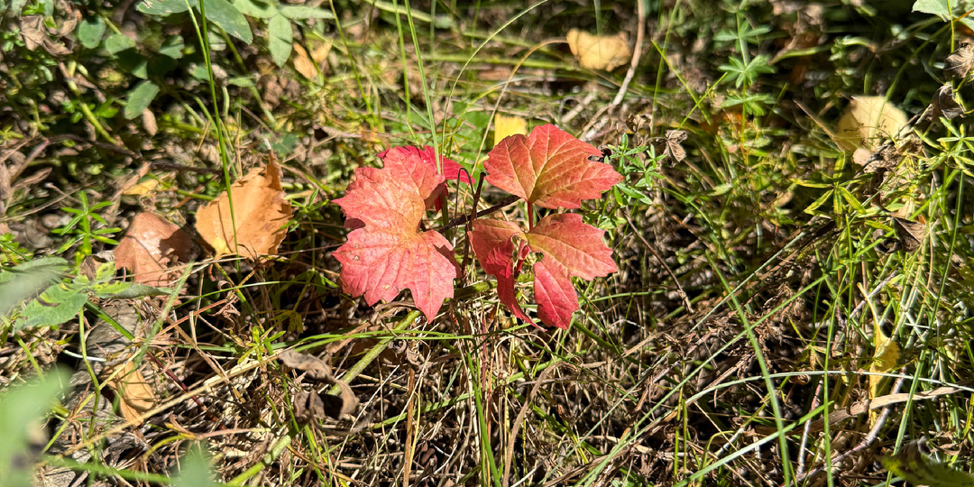 🍂 10 лучших видов отдыха для восстановления сил и энергии осенью 🍂